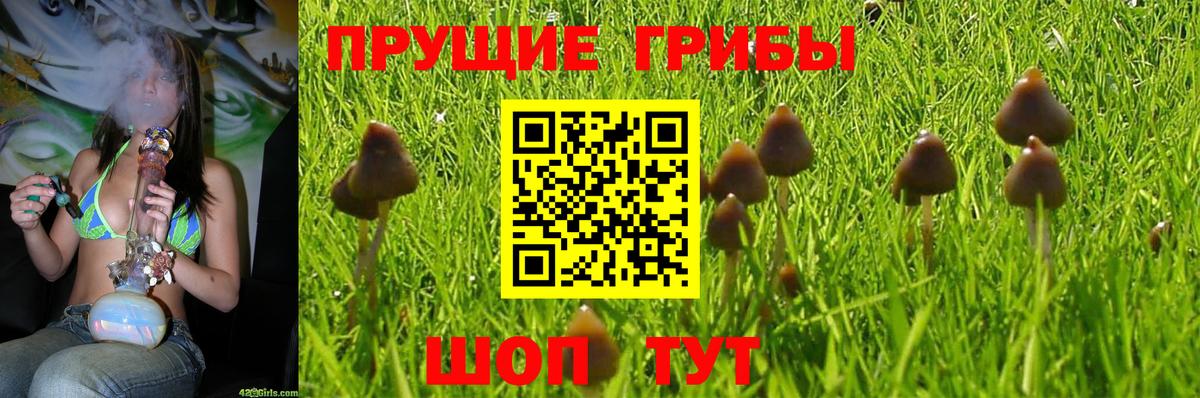 Псилоцибиновые грибы Psilocybe  Псилоцибиновые грибы Psilocybe  Вход с VPN  Архангельск 